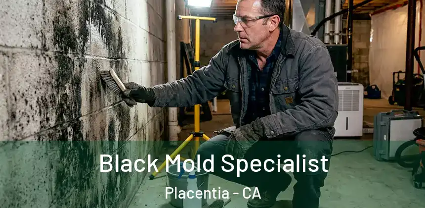 Black Mold Specialist Placentia - CA