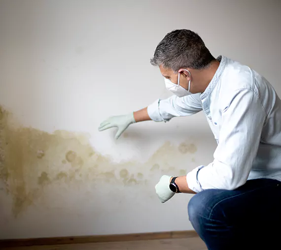 Mold Removal Service in Placentia, CA